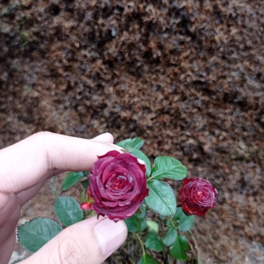 Flowersbloom Tanaman Bunga Mawar Import Red Chocolatos