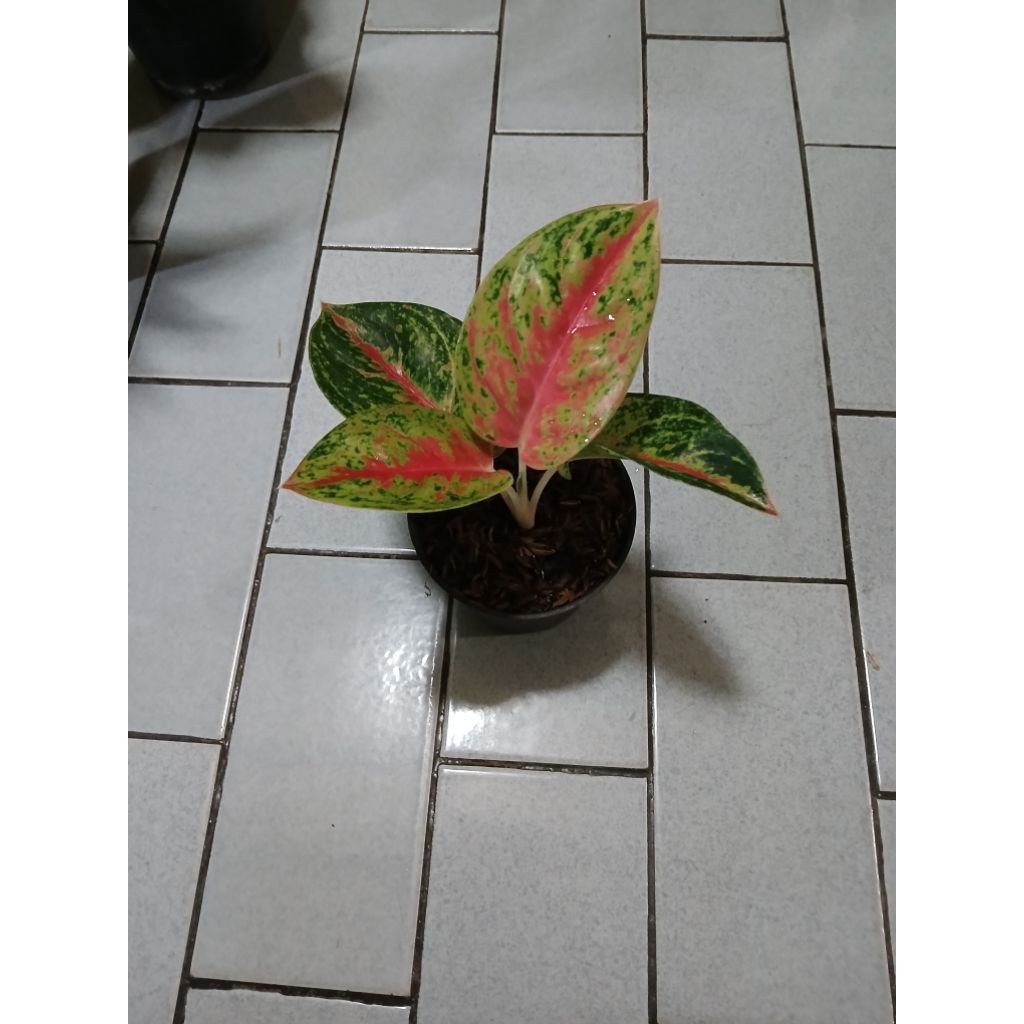 Flowersbloom Aglaonema Anakan Mahasethy