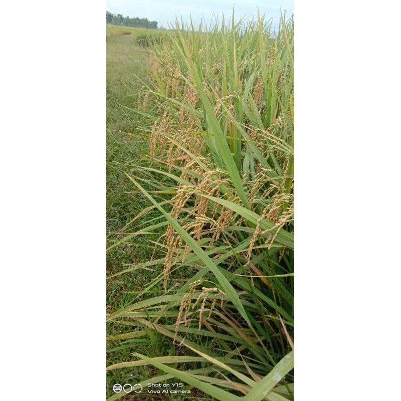 Happygardens Benih Padi Mentik Wangi Susu 1Kg