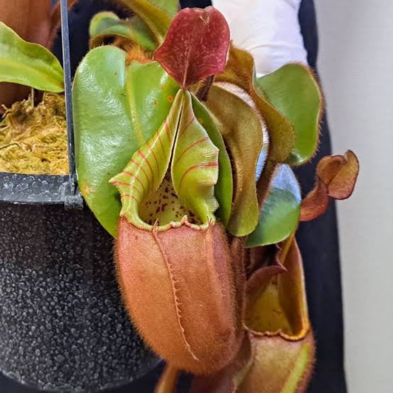 Happygardens Nepenthes Veitchii Golden Lips, Kantong Semar Tanaman Pemakan Serangga Tanaman