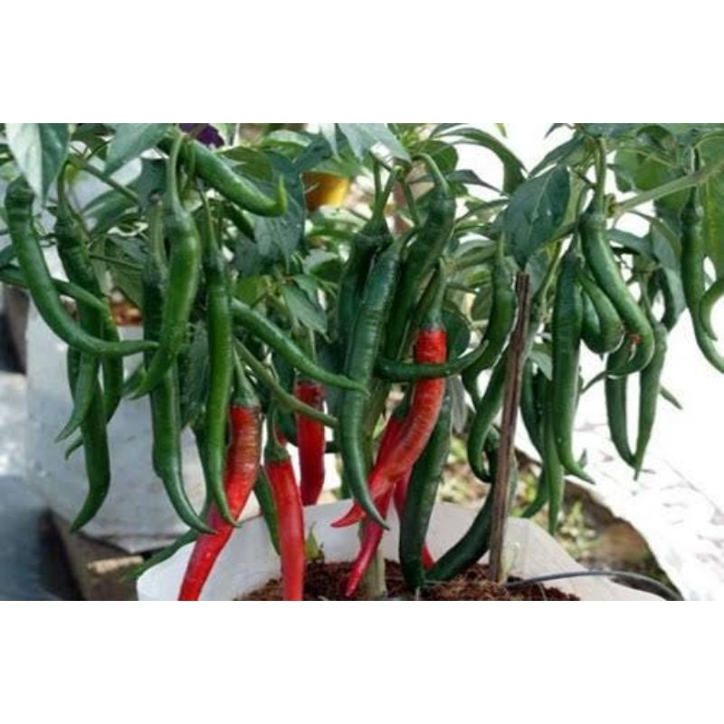 Happygardens Tanaman Cabe Besar Rimbun Subur