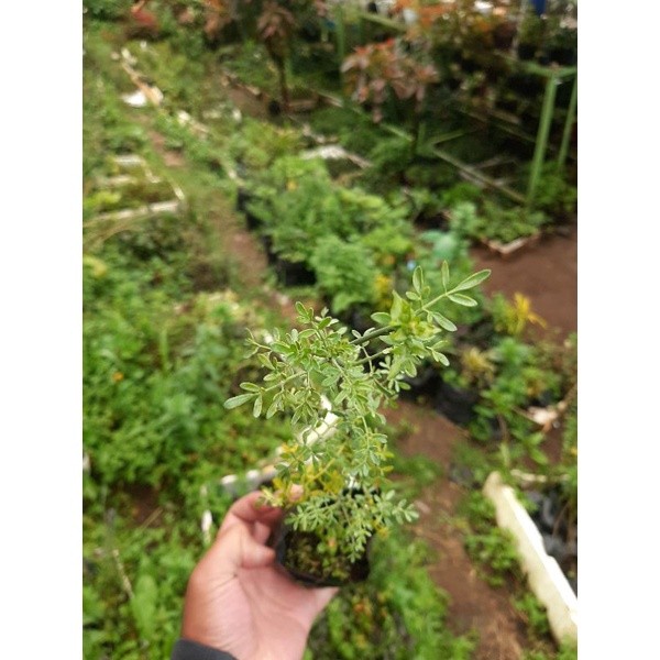 Happygardens Bibit Inggu, Tanaman Inggu, Daun Inggu