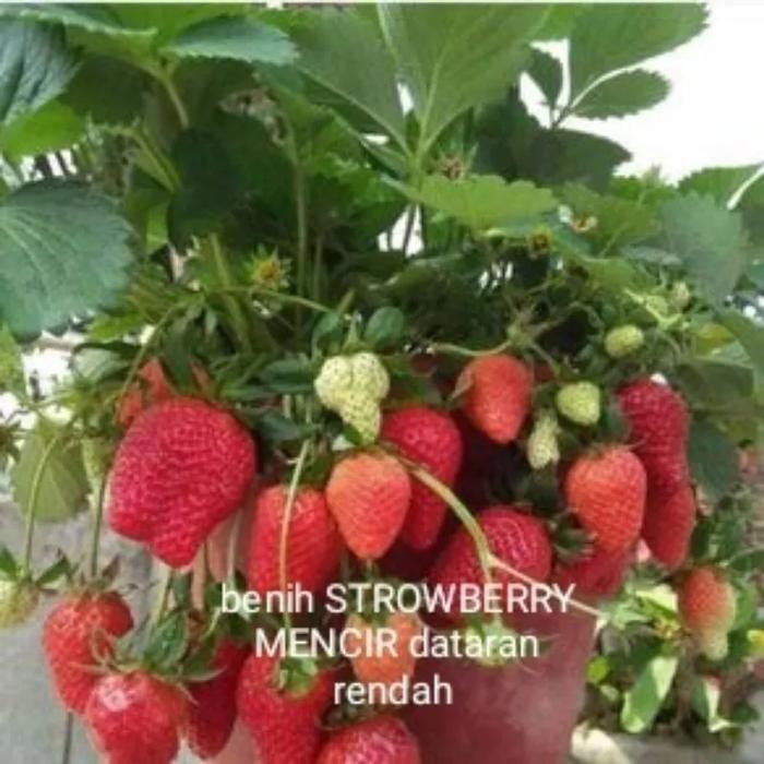 Ready Stock Benih Strawberry Mencir Dataran Rendah