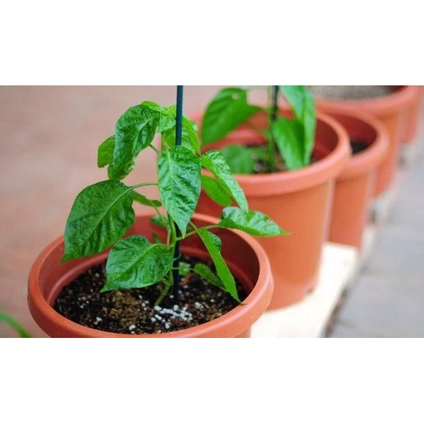 Ready Stock Tanaman Cabe Rawit Hijau Cabai Rawit Hijau Bukan Biji