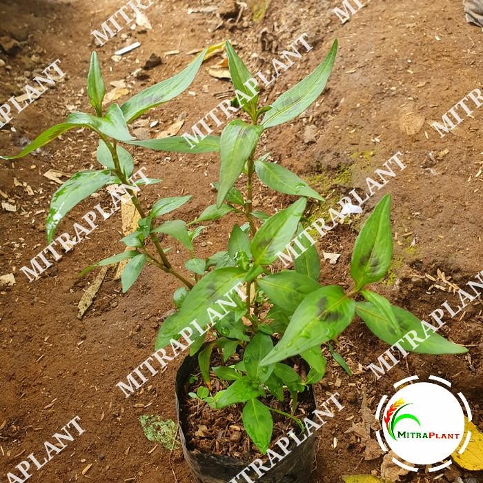 Ready Stock Bibit Tanaman Daun Kesum - Tanaman Daun Laksa - Tanaman Herbal