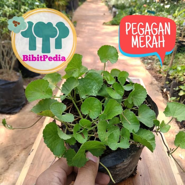 Ready Stock Tanaman Herbal Pegagan Merah , Nutrisi Otak Bagus Bagi Anak