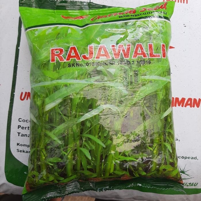 Ready Stock Benih Kangkung 1Kg