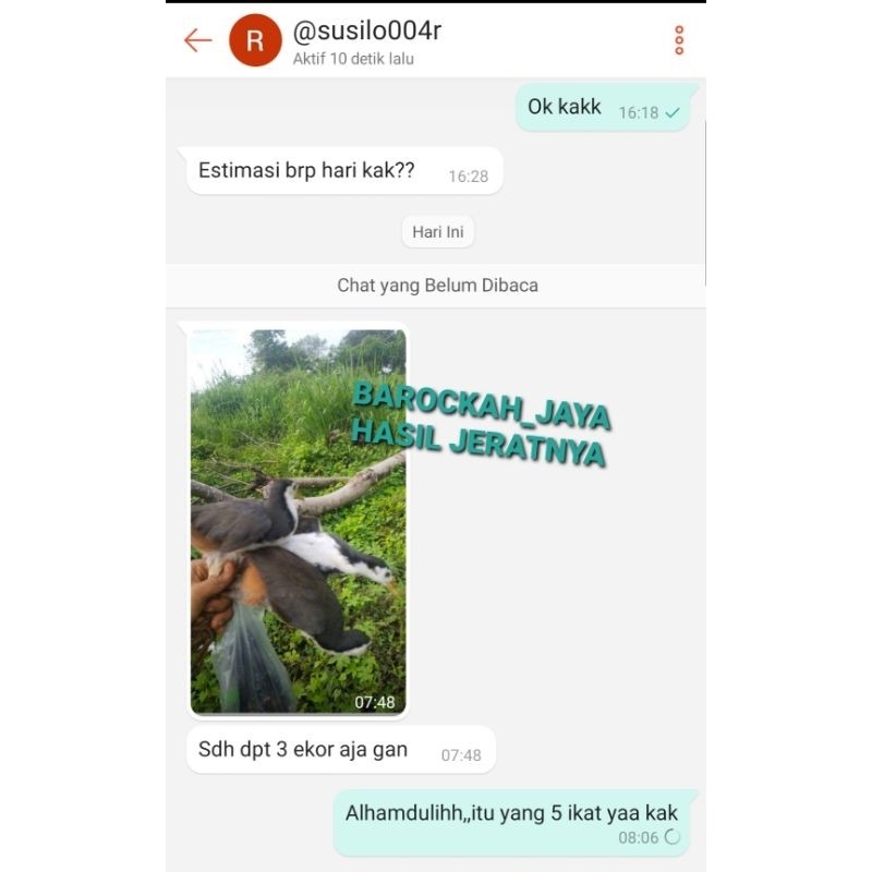 ARING JERAT 105 LUBANG MATA RACIK RUAK RUWAK AYAM HUTAN WAK WAK 5 IKAT TIDAK MUDAH KUSUT BURUNG