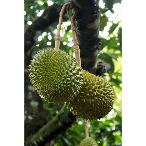 Pupuk Durian Cepat Berbuah, Pupuk Booster Durian Cair Cepat Berbuah