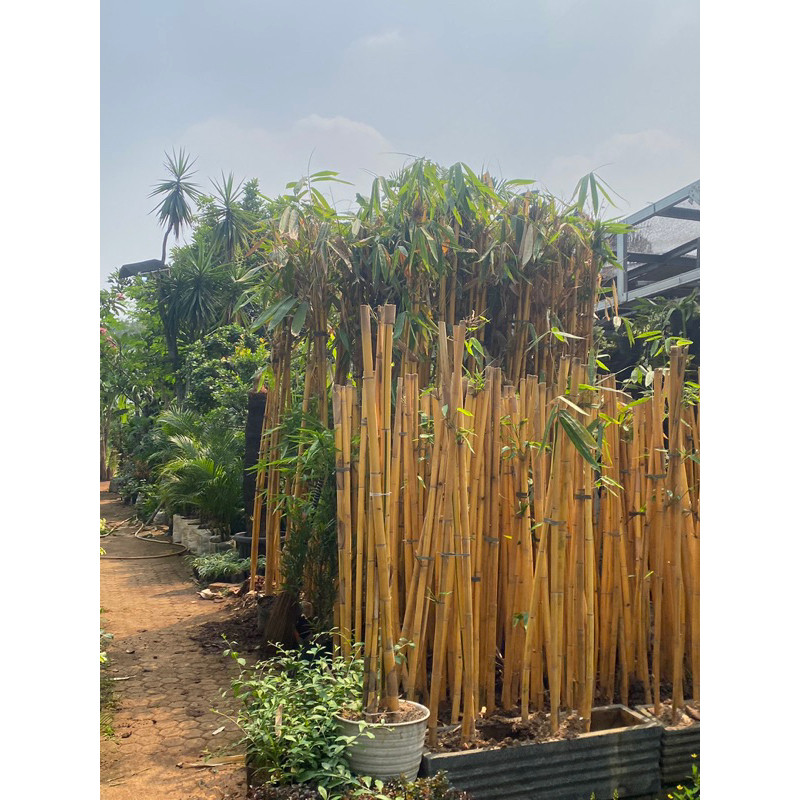 Tanaman Hias Bambu Kuning Panda