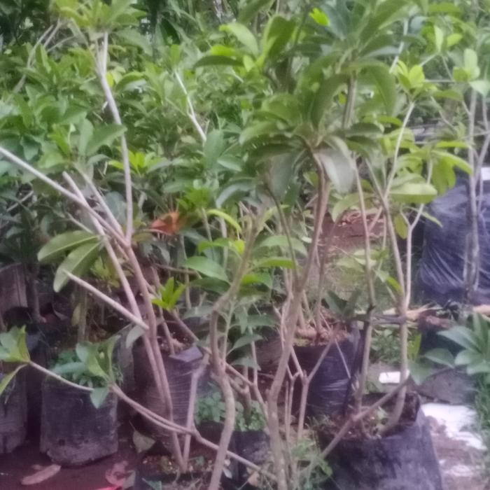 Bibit Sawo Manila Buah Sawo Tanaman Sawo Hasil Cangkok