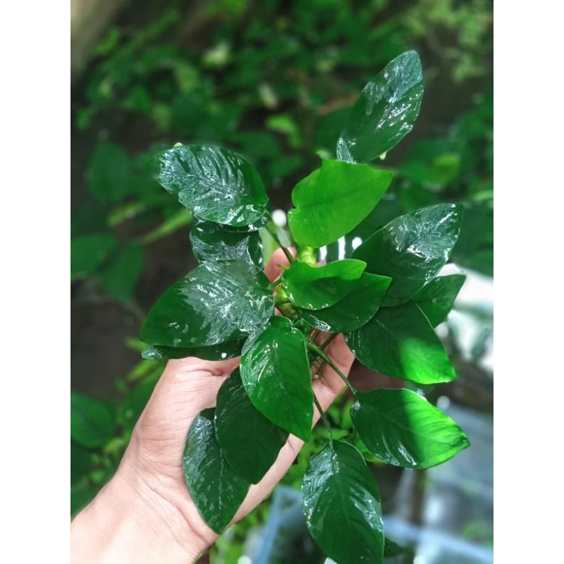 Anubias Nana mp jumbo Tanaman Aquascape