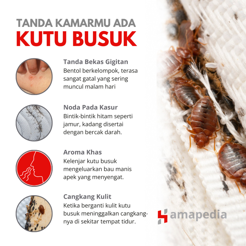 Obat Kutu Kasur 100% / Pembasmi Tungau Kasur dan Kutu Busuk Basmix