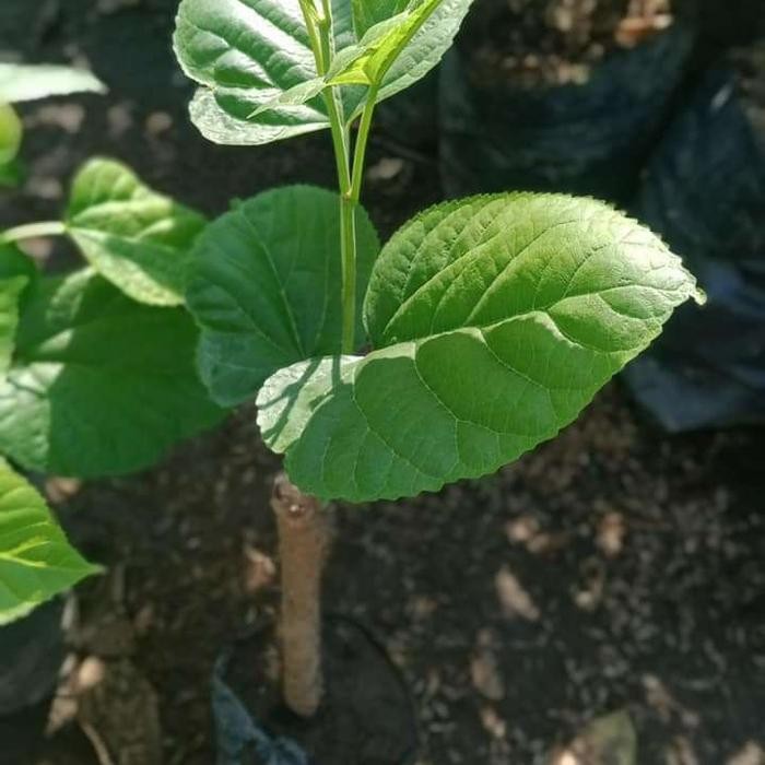 

bibit tanaman buah long murbei/ murbei jumbo