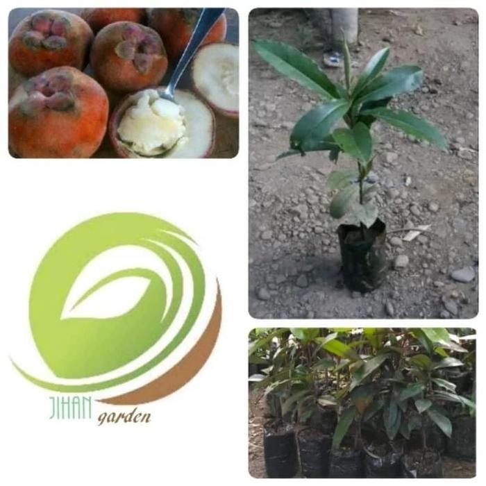 

bibit tanaman buah bisbull/buah mentega/pohon bisbul unik mulai langka