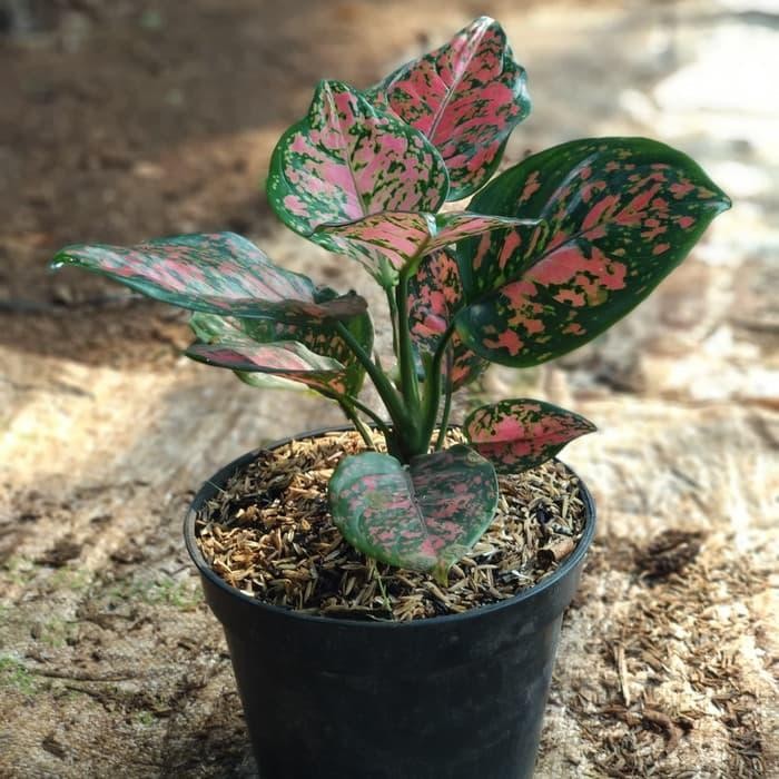 

_ tanaman Aglonema Dut anjamani- bibit aglaonema dut anjamani