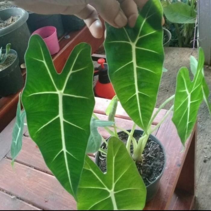 

bibit tanaman hias keladi neon - pohon keladi neon