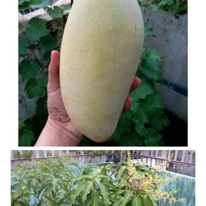

Bibit tanaman mangga kiyojay