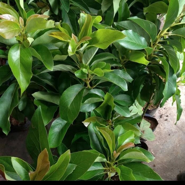 

paket5 BIBIT TANAMAN BUAH ALPUKAT ALIGATOR