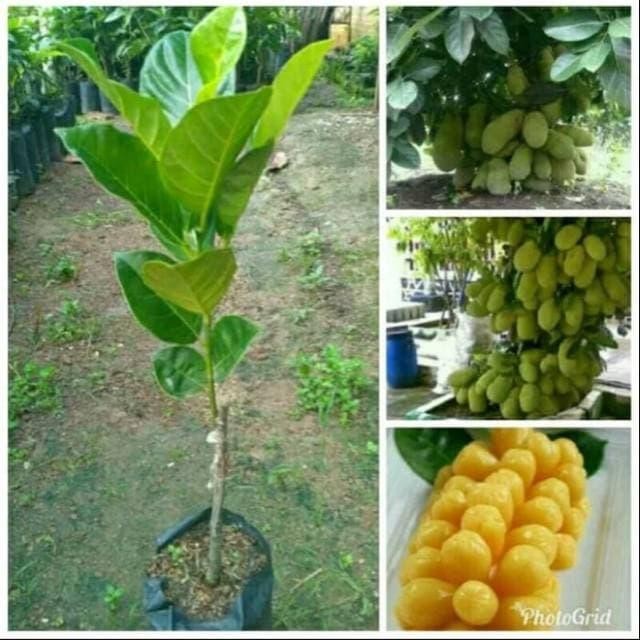

bibit tanaman ngangkadak pohon nangkadak