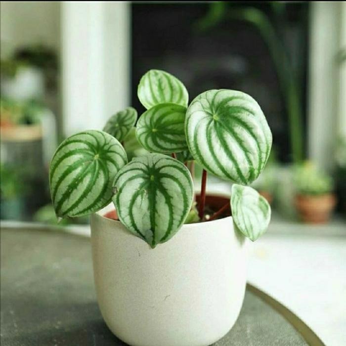 

Tanaman hias hidup peperomia watermelon bibit