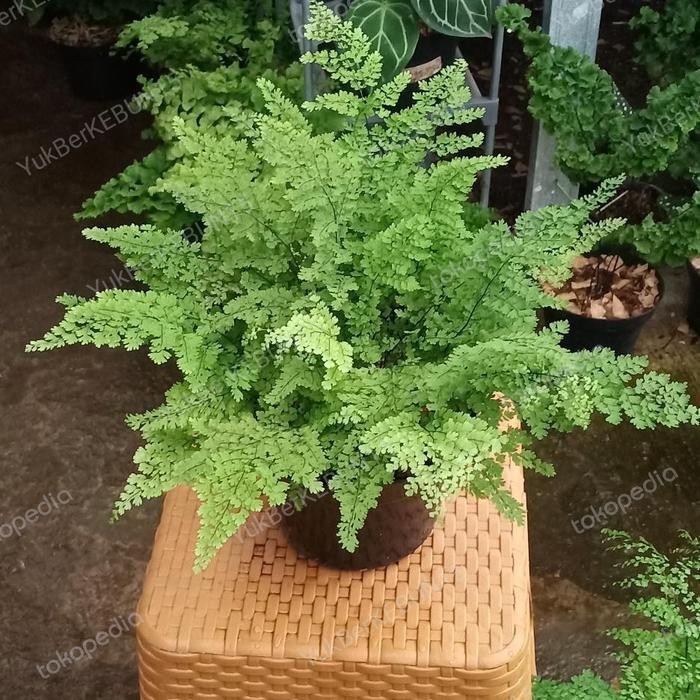 Suplir Kesutri / adiantum / maidenhairfern