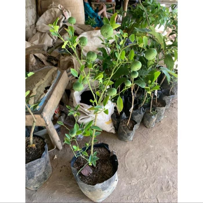 Bibit jeruk limau kondisi berbuah super lebat