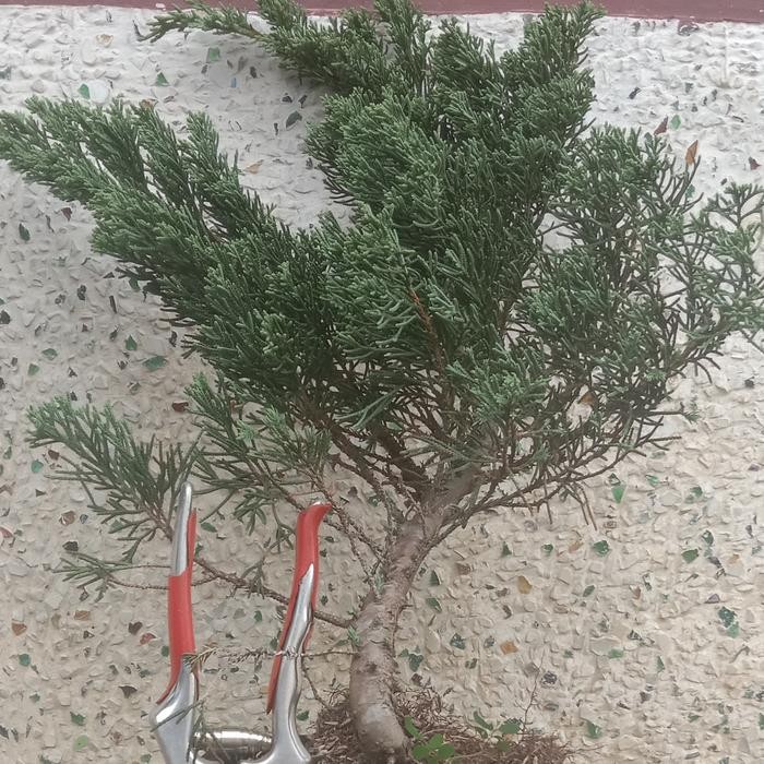 Bibit Bonsai Cemara Sinensis Biru. Sebesar Jempol Kaki. Tinggi 50-60cm