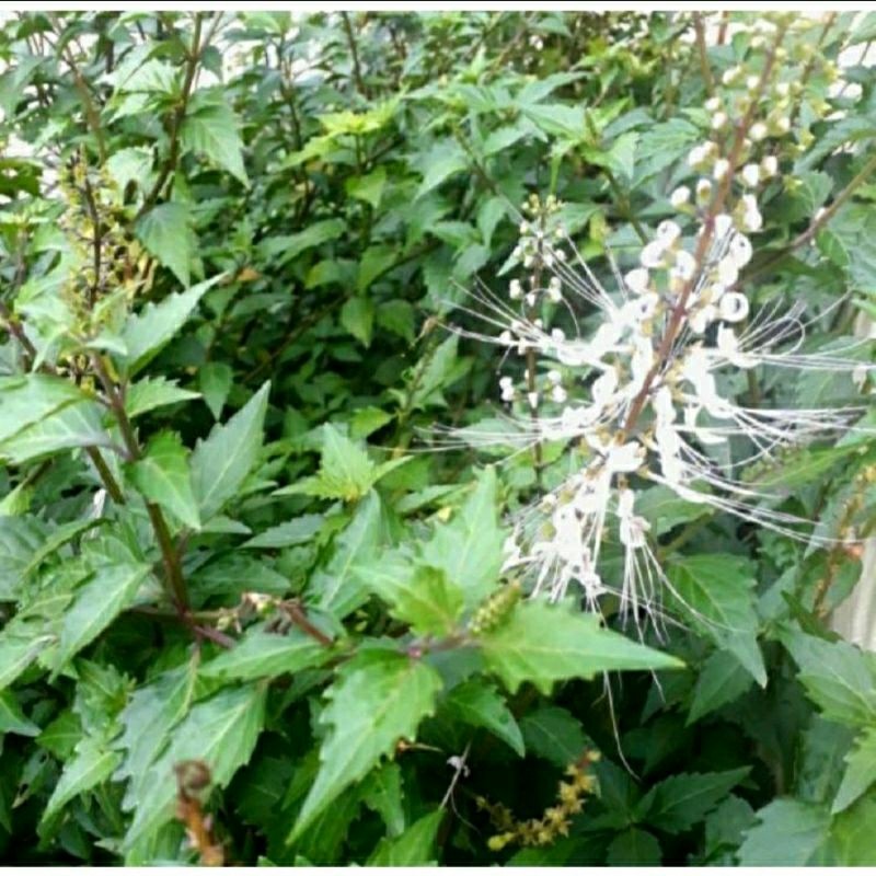 

Daun Kumis Kucing Segar 1 Kg