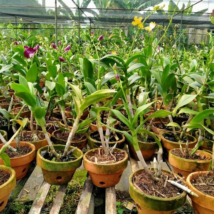 Tanaman hias anggrek dendrobium-dendrobium-anggrek-bibit tanaman-tanam