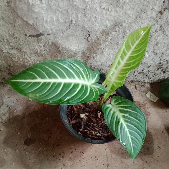 

bibit tanaman hias xantasoma lindenii/keladi zebra