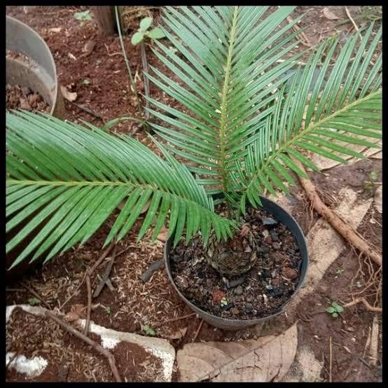 

BIBIT TANAMAN HIAS PALEM SIKAS