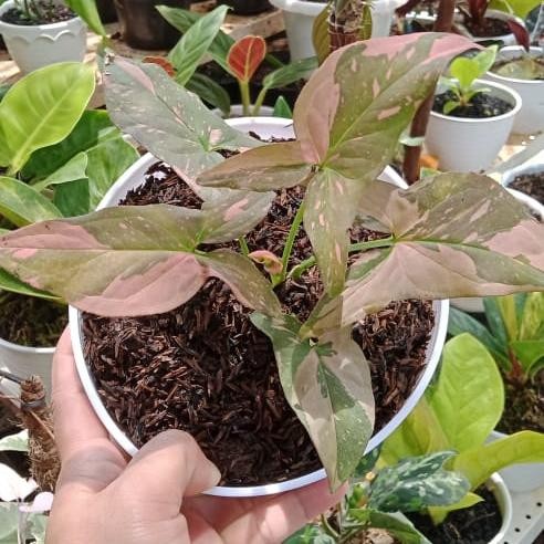 

syngonium pink splash tanaman hias bibit