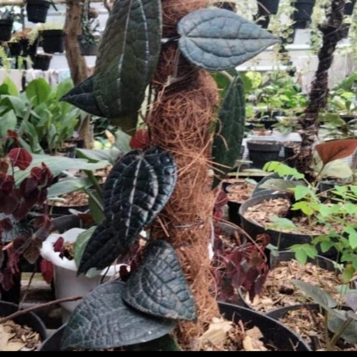 

bibit tanaman sirih hitam asli/sirih hitam asli herbal