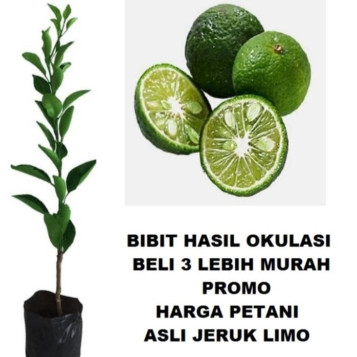 

Bibit Tanaman Jeruk Limo