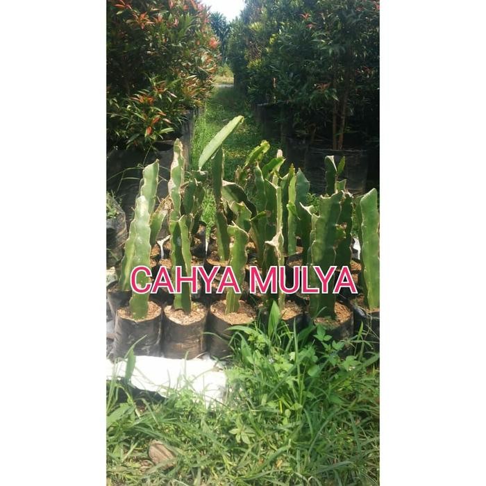 Bibit pohon tanaman buah naga kuning - tabulampot buah naga kuning