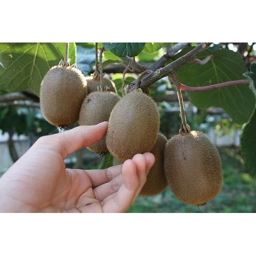 SALE Bibit Tanaman Buah Kiwi Golden / Bibit Kiwi Golden Bisa Berbuah Dalam Pot / Bibit Buah Buahan