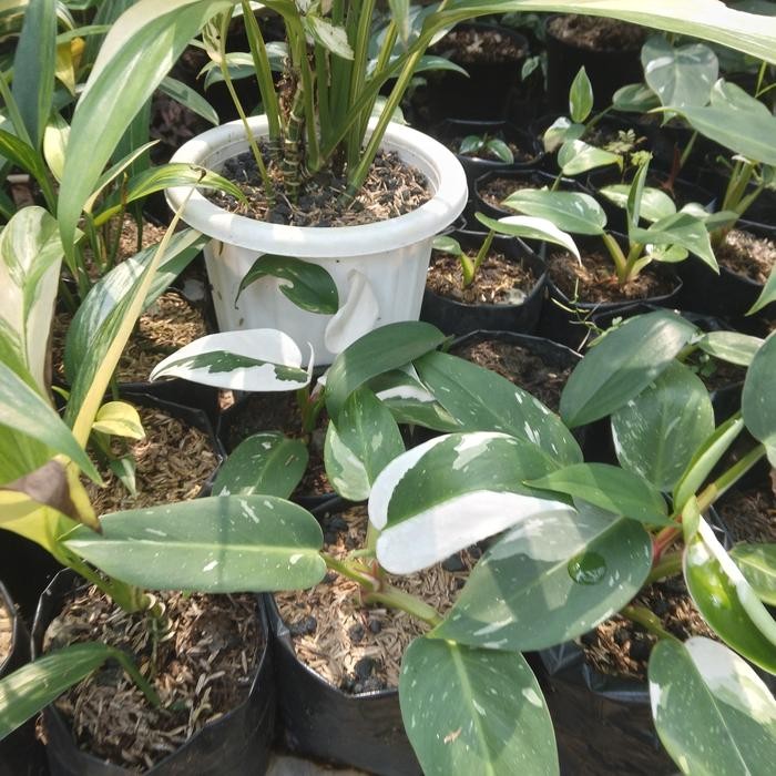 

tanaman hias varigata philodendron white princes wp Bibit