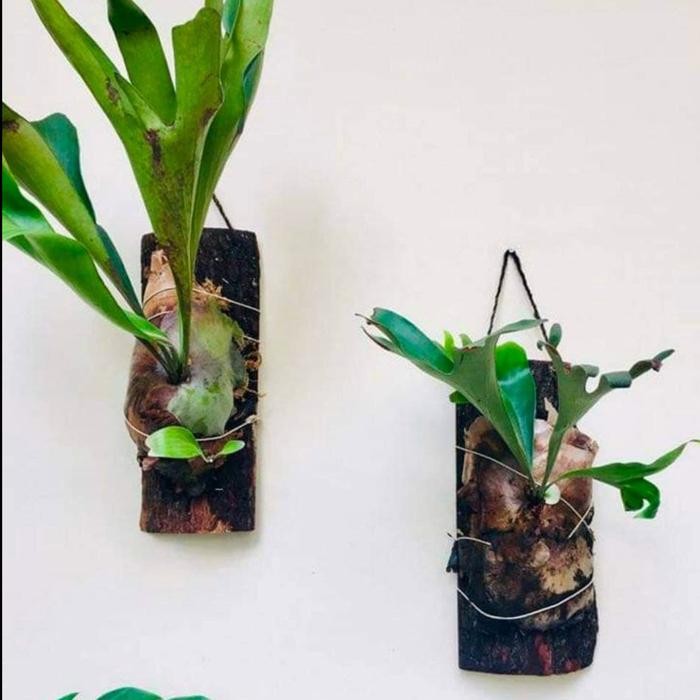 KAYU PINUS MEDIA TEMPEL ANGGREK PLATYCERIUM TANDUK RUSA