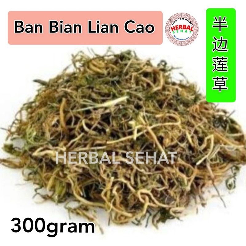 

Ban bian lian Lobelia chinensis 300 gram [PREMIUM]
