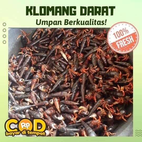 PREMIUM spesial umpan pancing galatama lele dan bawal klomang darat 1 kg
