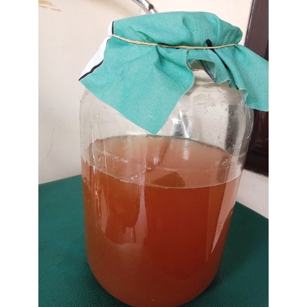 

RATU starter kombucha 1 liter umur 2 bulan lebih