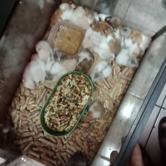 RB22 Hamster anakan sirian Long hair