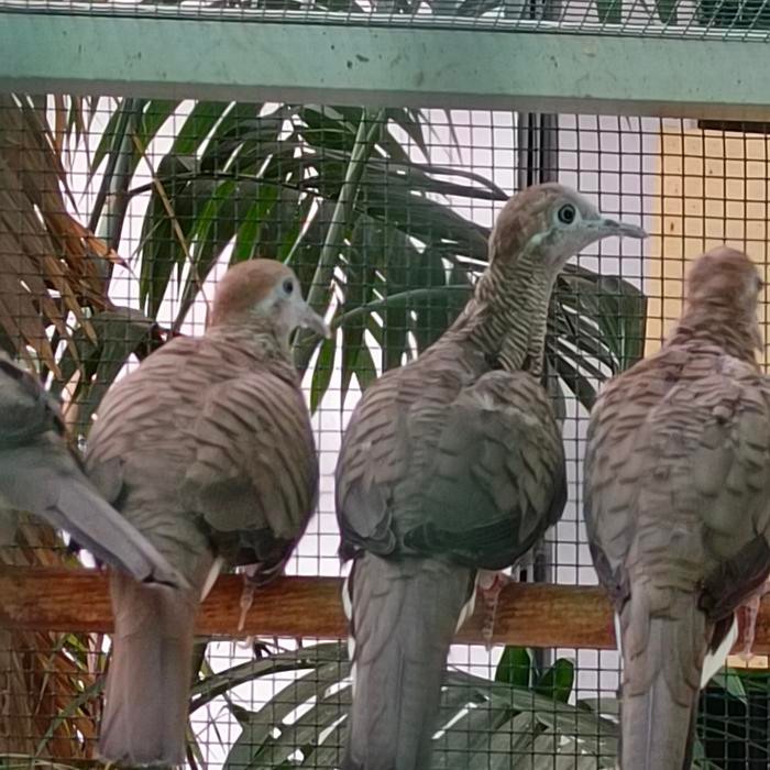 Paling Murah. Perkutut Trah Bangkok Suara Besar Sepasang