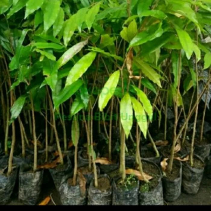 ASLI BIBIT TAAN KAYU GAHARU TINGGI 1 METER SUPER UNGGUL READY STOCK