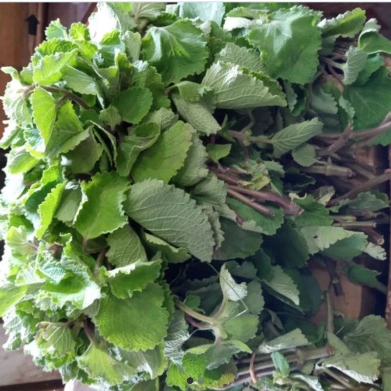 

TOKO MEDAN Sayur Bangun- Bangun Fresh
