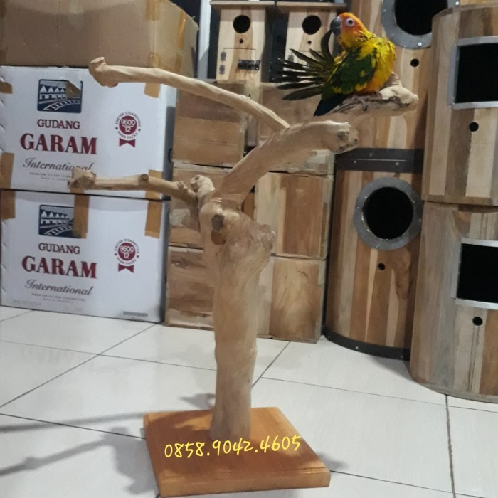 Medium parrot tangkringan kayu kopi