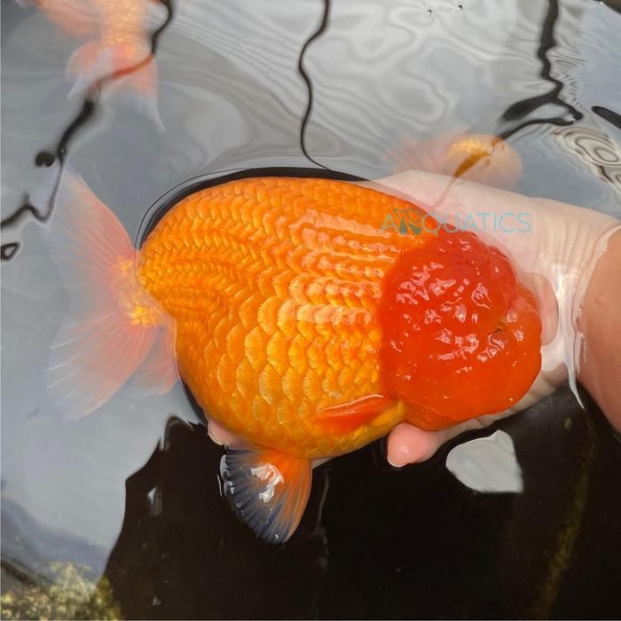 Ikan Maskoki Goldfish Ranchu Lionchu Red White PREMIUM QUALITY