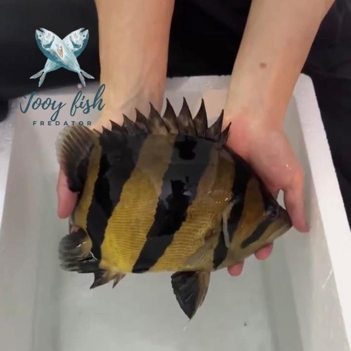 Datz Sumatra ORI / Datz gold premium quality grade A