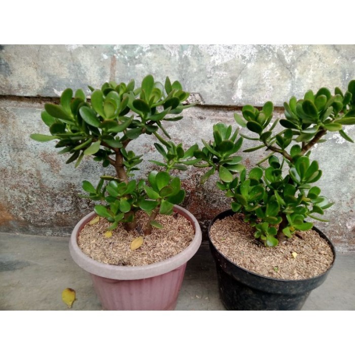 Terlaris Tanaman Jade Plant Jumbo. Skulen